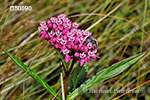 Asclepias incarnata